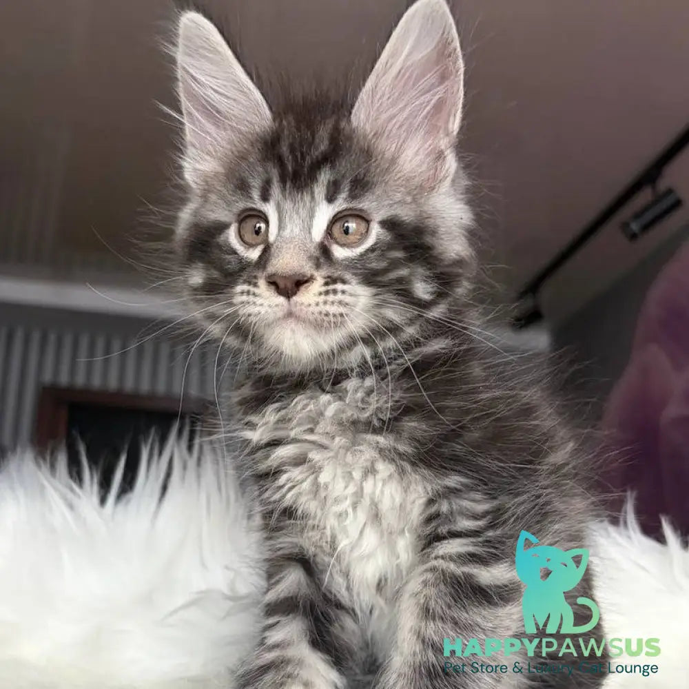 Yeager Maine Coon male black silver tabby - live animals