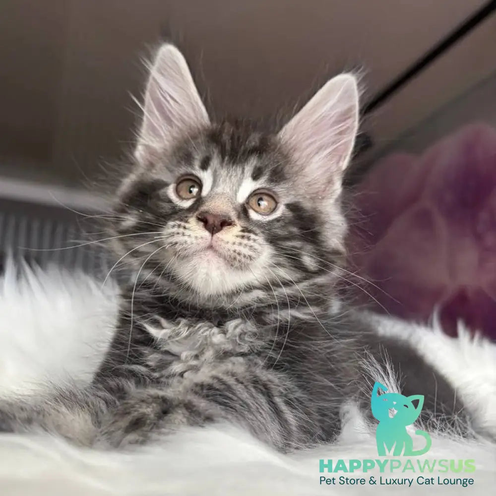 Yeager Maine Coon male black silver tabby - live animals