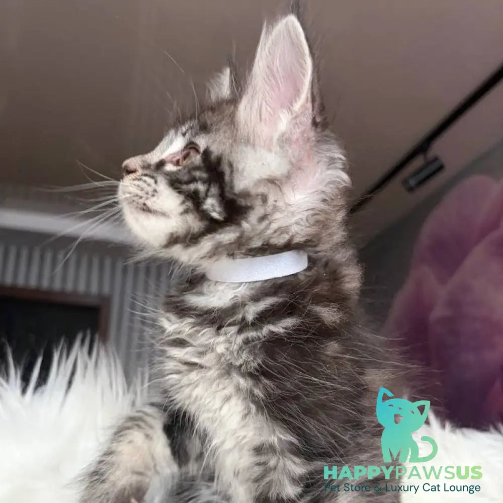Yeager Maine Coon male black silver tabby - live animals