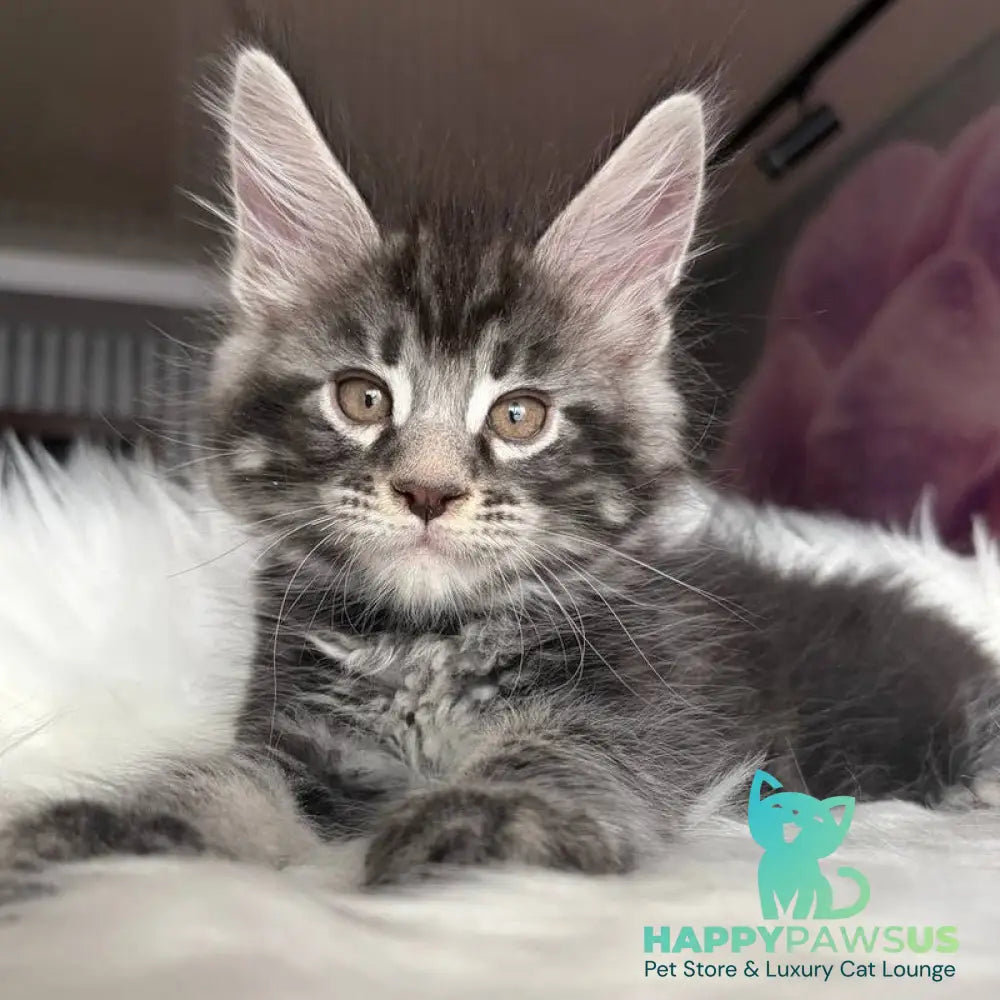 Yeager Maine Coon male black silver tabby - live animals