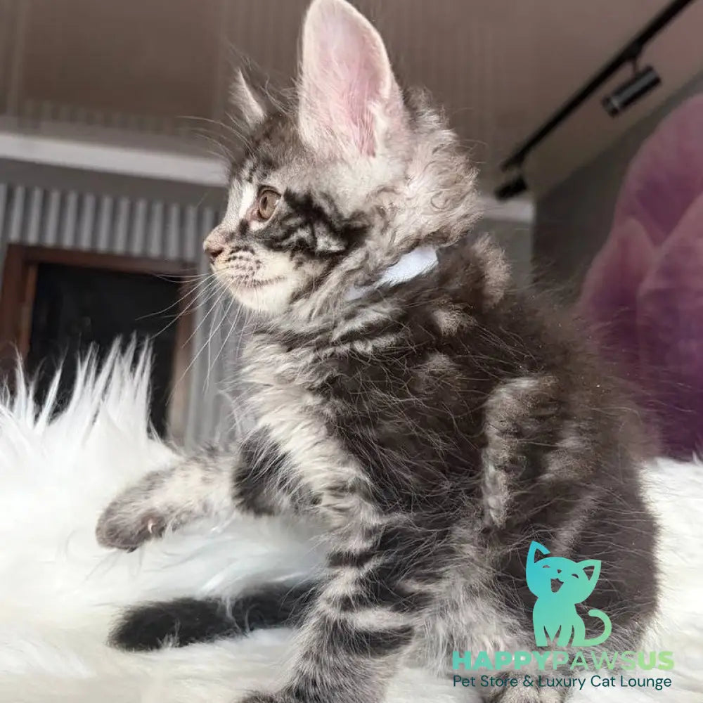 Yeager Maine Coon male black silver tabby - live animals