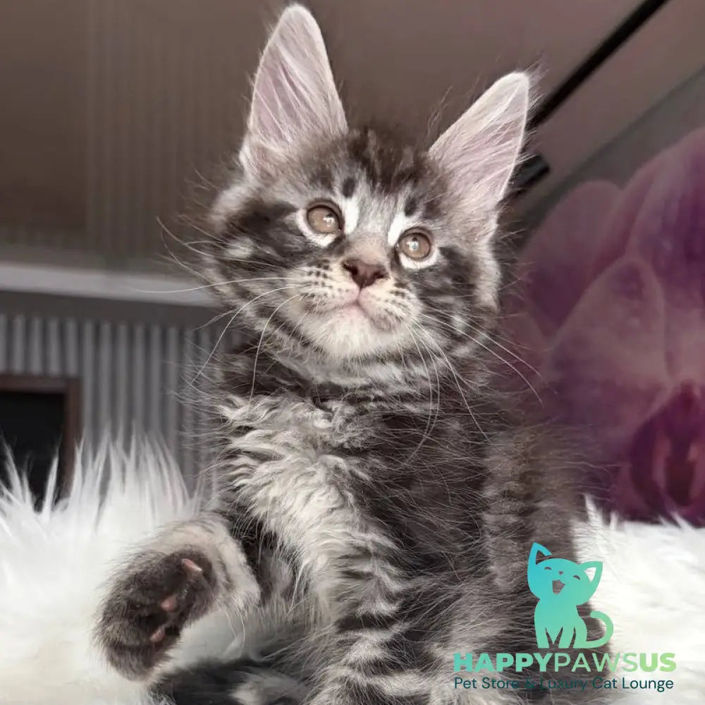 Yeager Maine Coon male black silver tabby - live animals