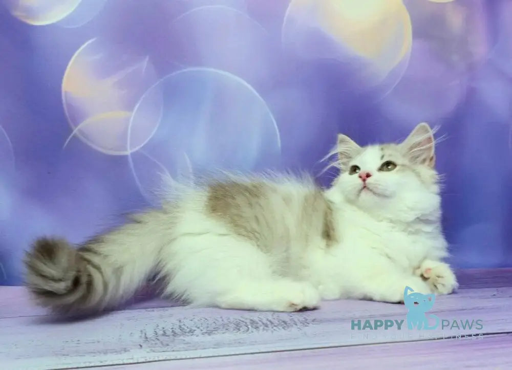 Yelissea Munchkin female lilac ticked tabby with white live animals