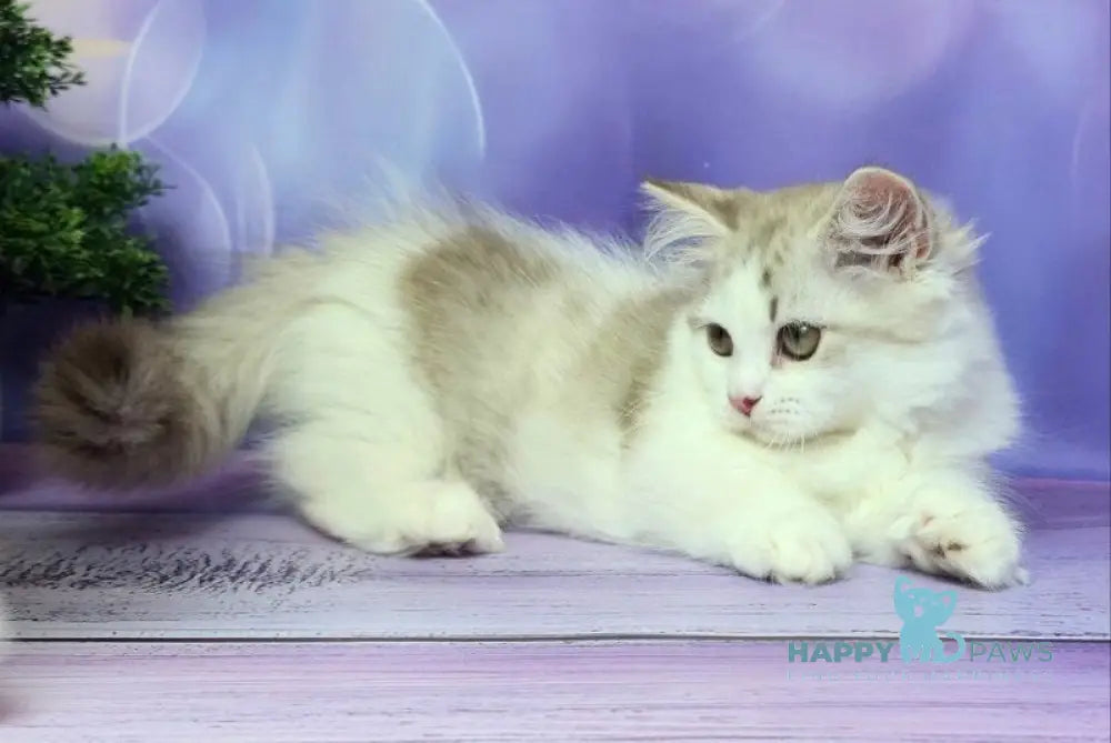 Yelissea Munchkin female lilac ticked tabby with white live animals