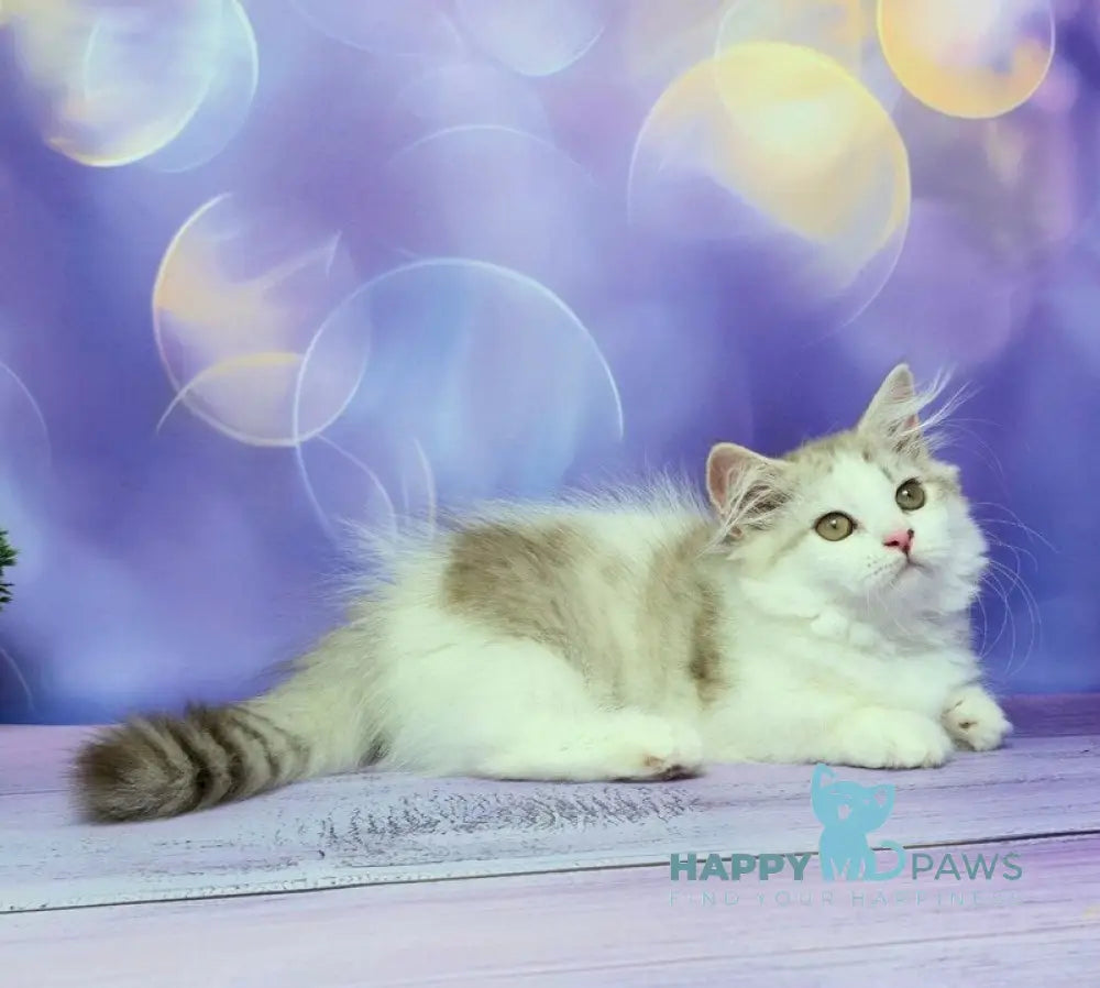 Yelissea Munchkin female lilac ticked tabby with white live animals