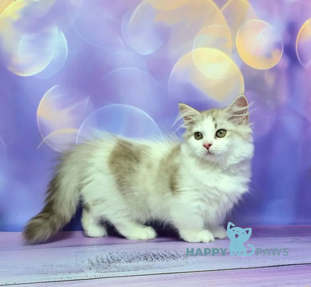 Yelissea Munchkin female lilac ticked tabby with white live animals