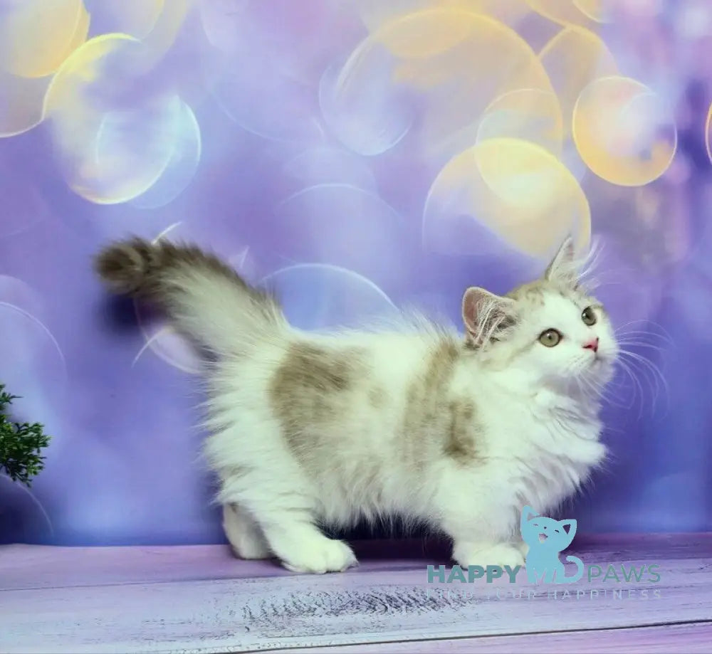 Yelissea Munchkin female lilac ticked tabby with white live animals