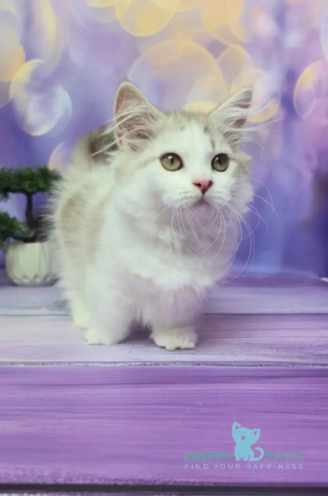 Yelissea Munchkin female lilac ticked tabby with white live animals