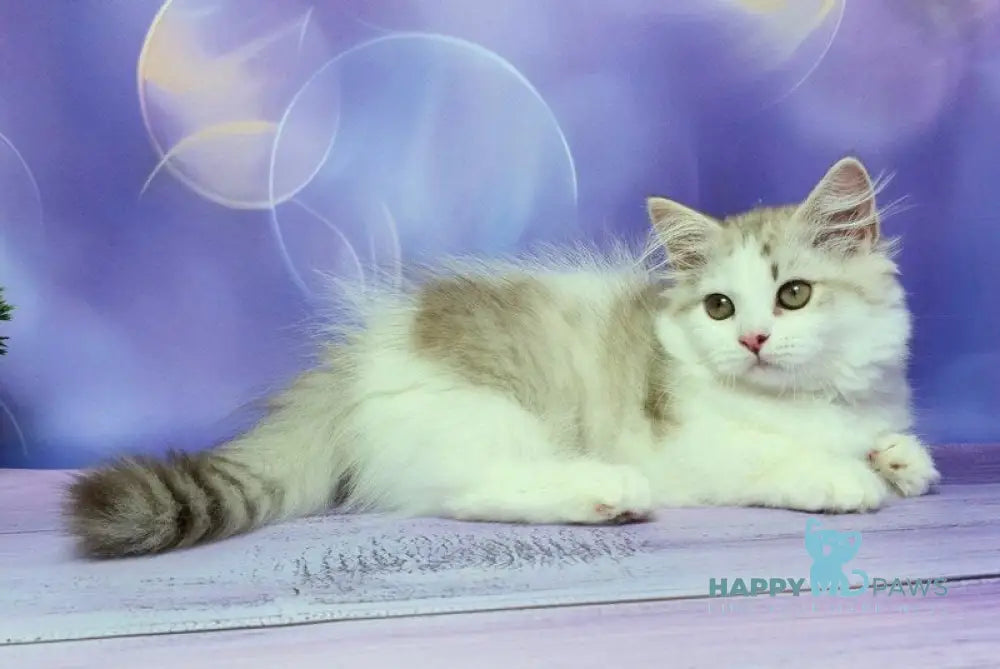 Yelissea Munchkin female lilac ticked tabby with white live animals