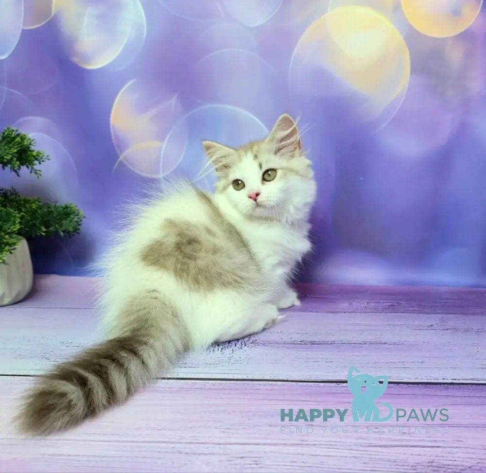 Yelissea Munchkin female lilac ticked tabby with white live animals