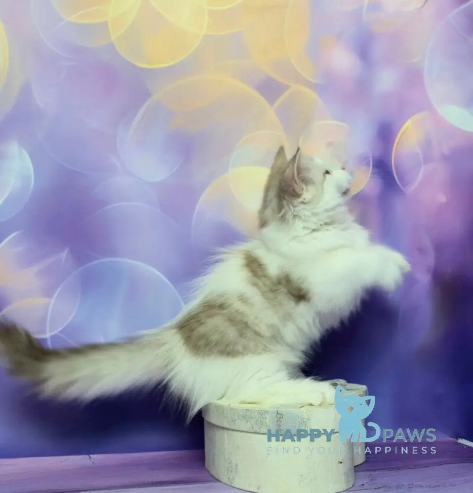 Yelissea Munchkin female lilac ticked tabby with white live animals