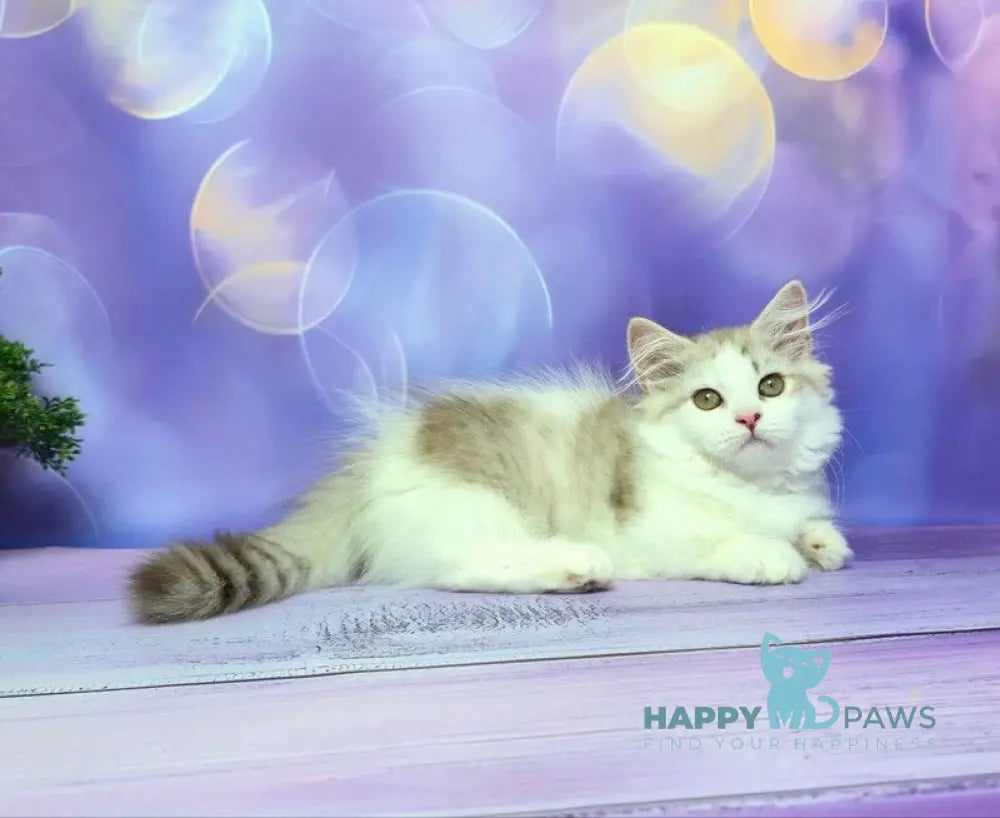 Yelissea Munchkin female lilac ticked tabby with white live animals