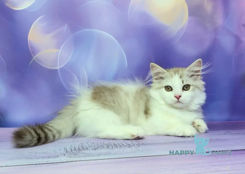Yelissea Munchkin female lilac ticked tabby with white live animals