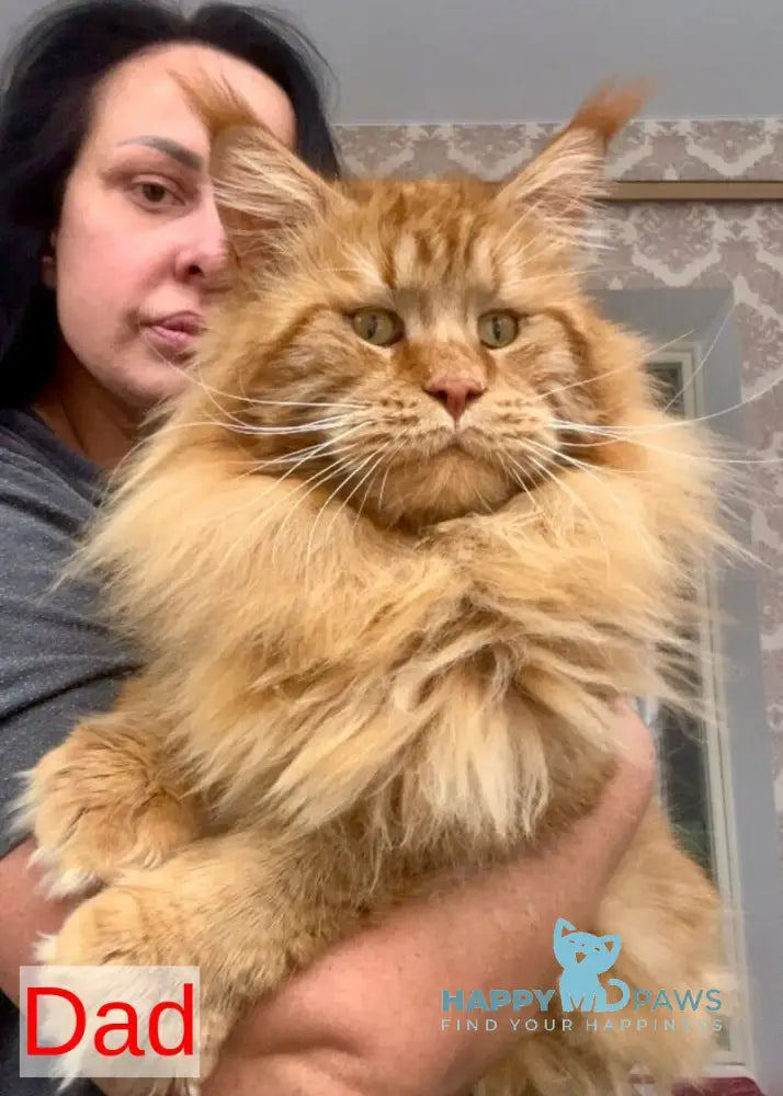 Yelizar Maine Coon male black silver tabby live animals