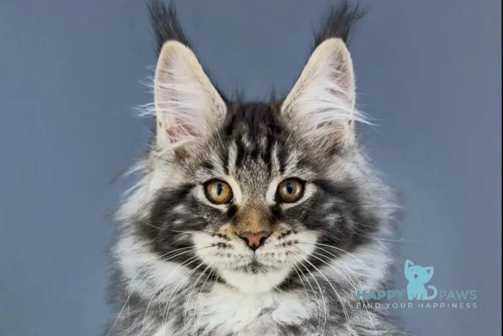 Yelizar Maine Coon male black silver tabby live animals