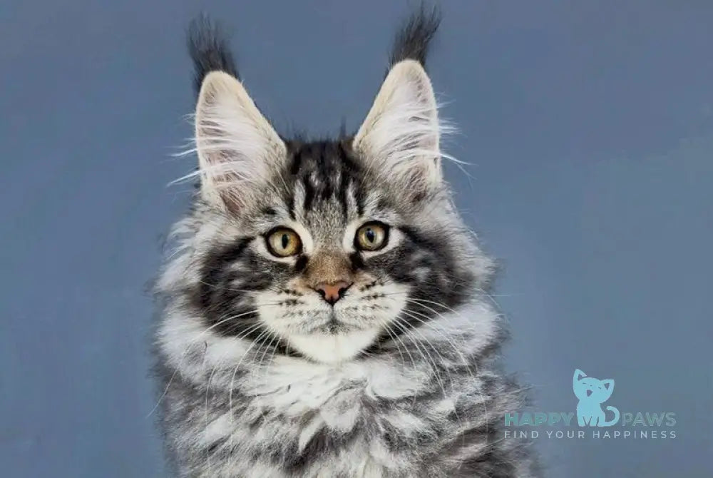 Yelizar Maine Coon male black silver tabby live animals