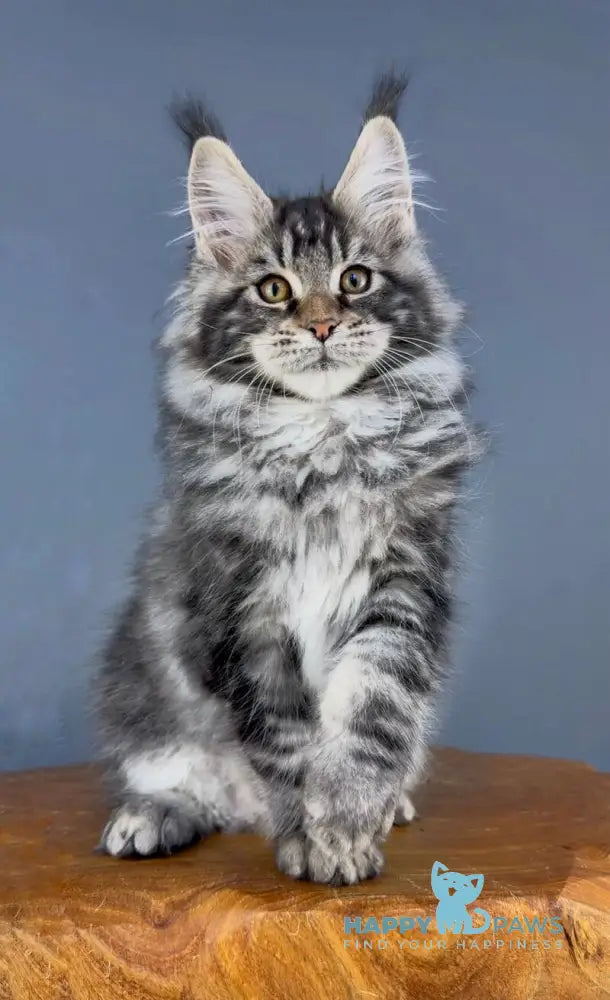 Yelizar Maine Coon male black silver tabby live animals