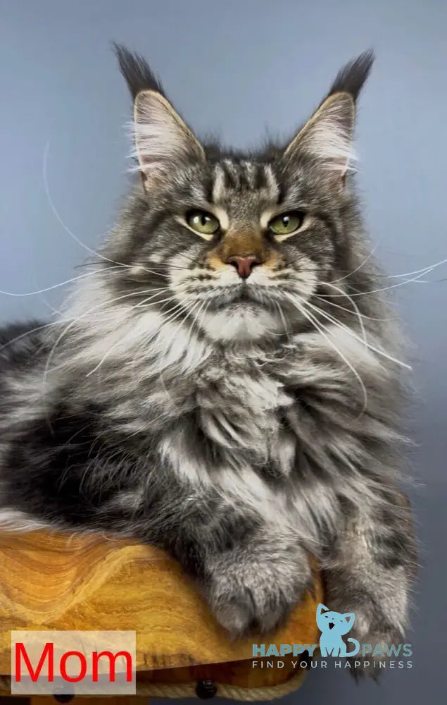 Yelizar Maine Coon male black silver tabby live animals