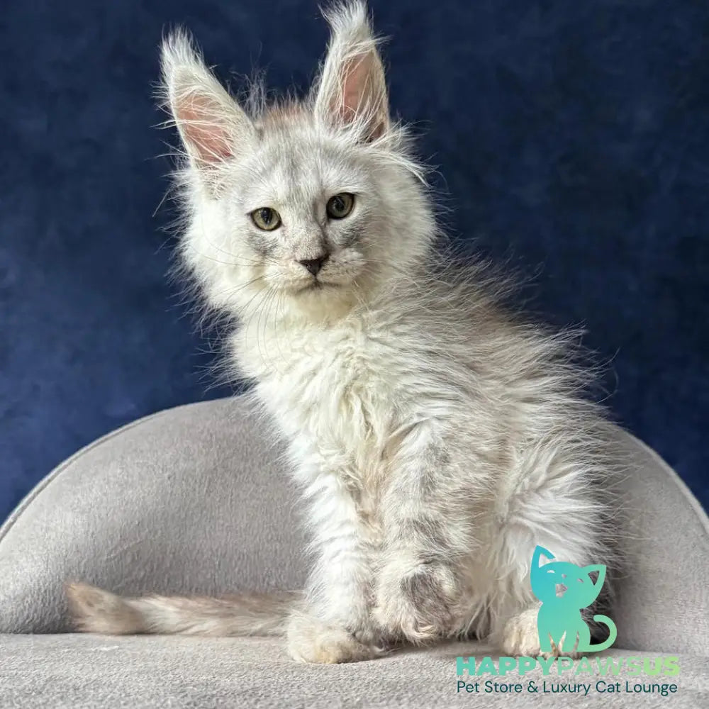 Yeller Maine Coon male black silver - live animals