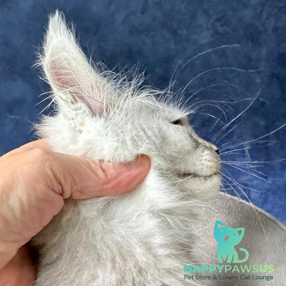 Yeller Maine Coon male black silver - live animals