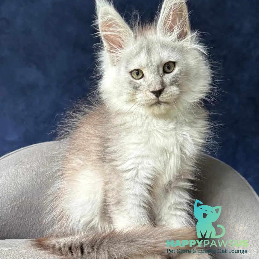 Yeller Maine Coon male black silver - live animals