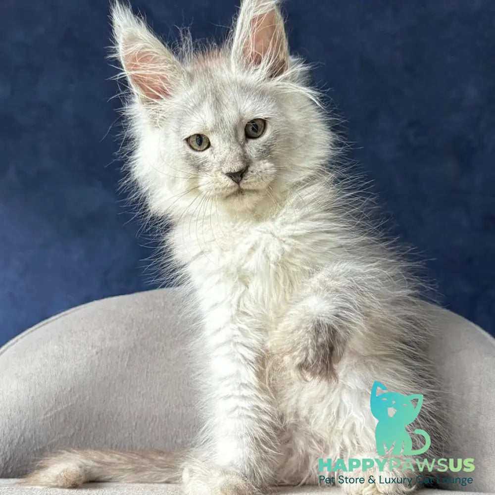 Yeller Maine Coon male black silver - live animals