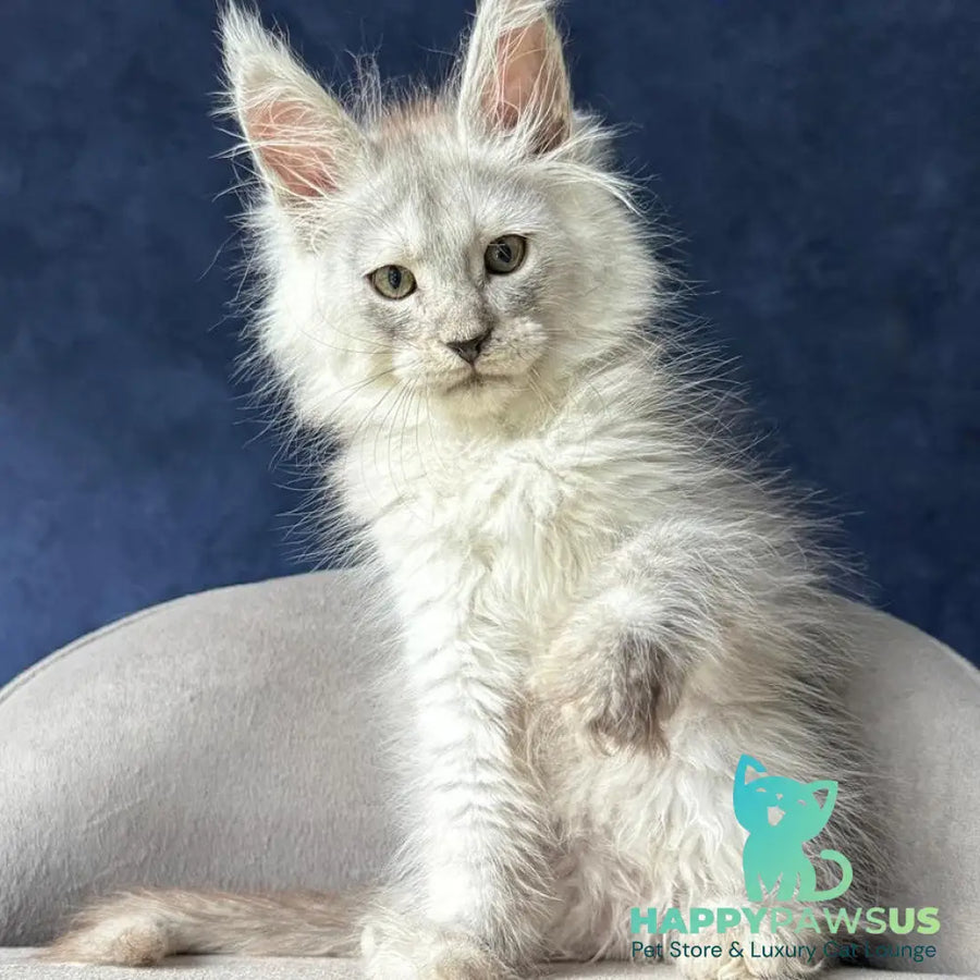Yeller Maine Coon male black silver - live animals