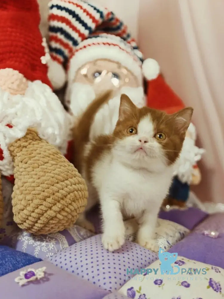 Yen British Shorthair male cinnamon bicolour live animals