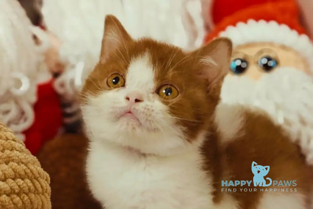 Yen British Shorthair male cinnamon bicolour live animals