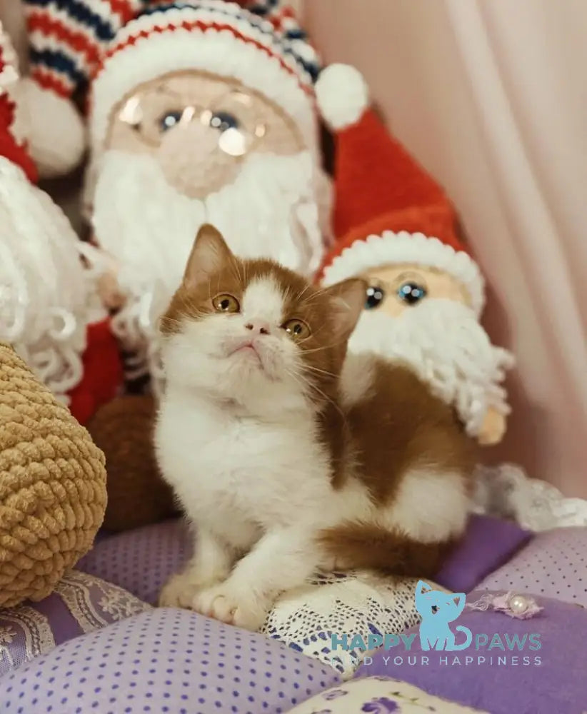 Yen British Shorthair male cinnamon bicolour live animals