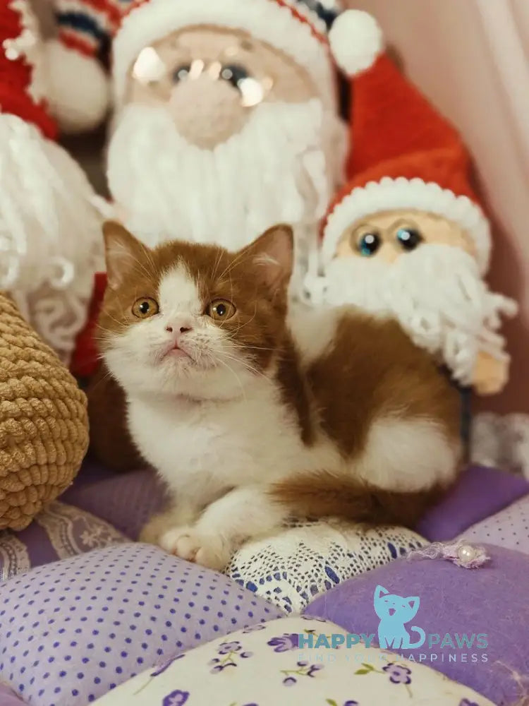 Yen British Shorthair male cinnamon bicolour live animals