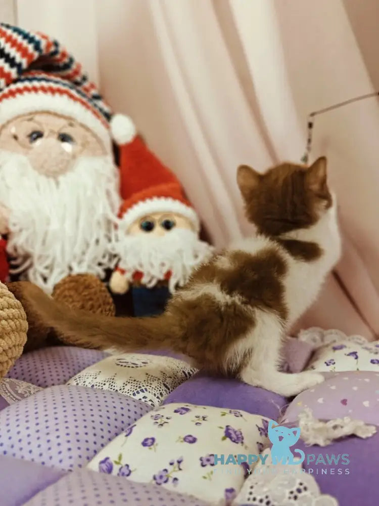 Yen British Shorthair male cinnamon bicolour live animals