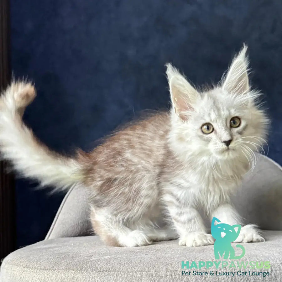 Yent Maine Coon male black silver spotted tabby - live animals