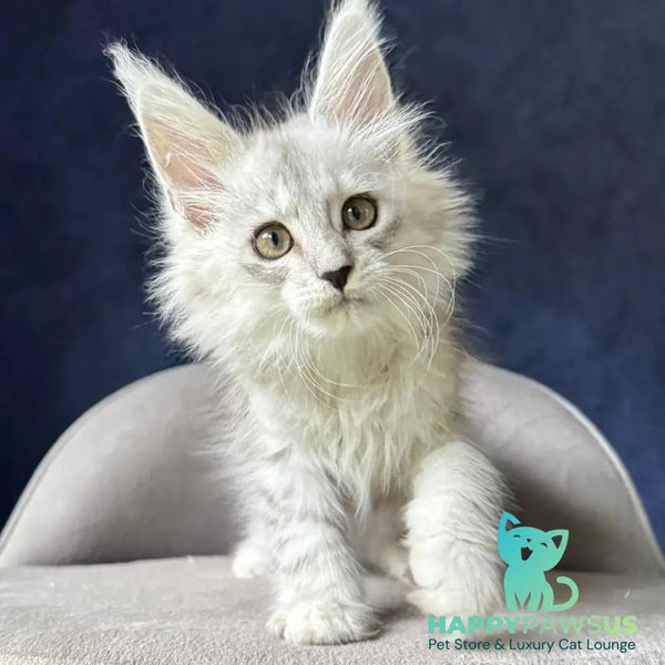 Yent Maine Coon male black silver spotted tabby - live animals