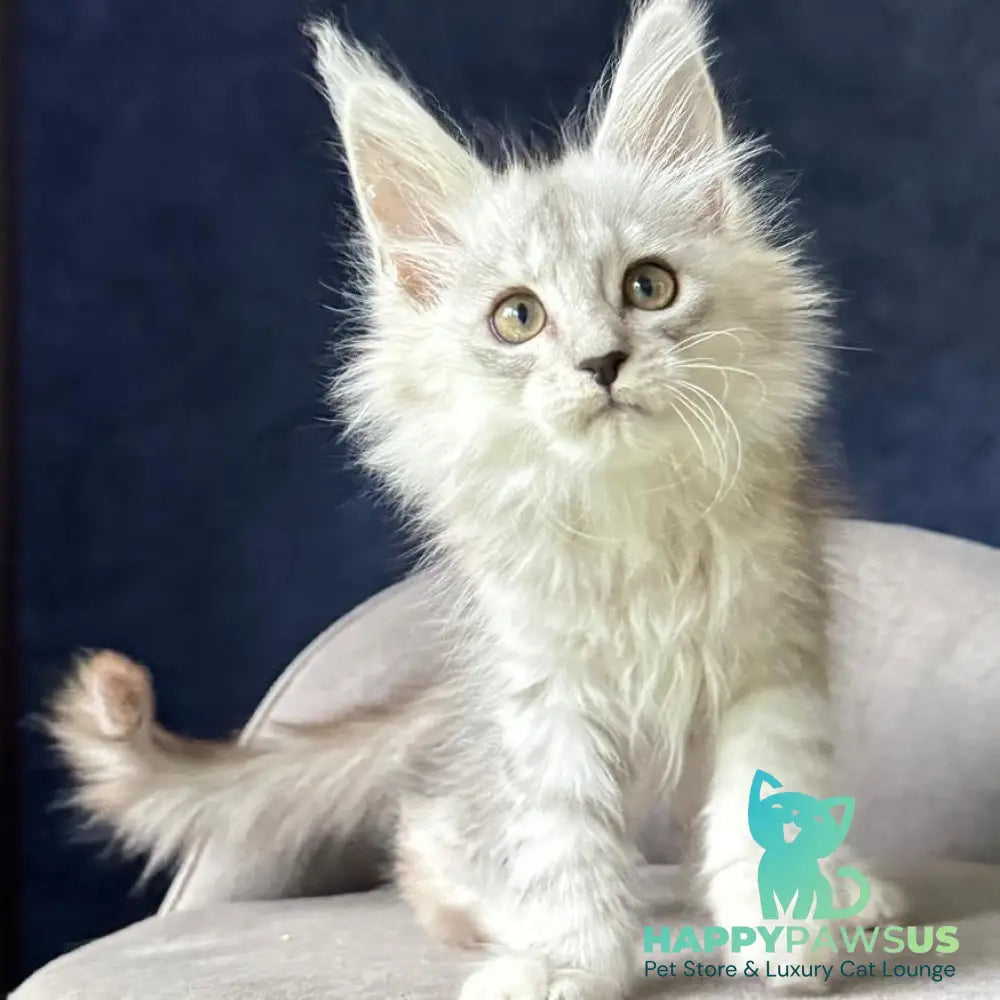 Yent Maine Coon male black silver spotted tabby - live animals