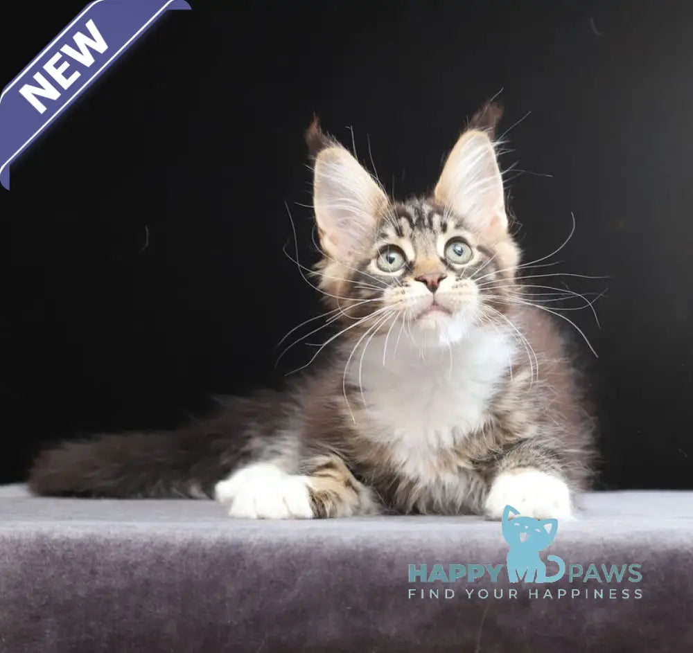Yesenia Maine Coon female black tabby bicolour live animals