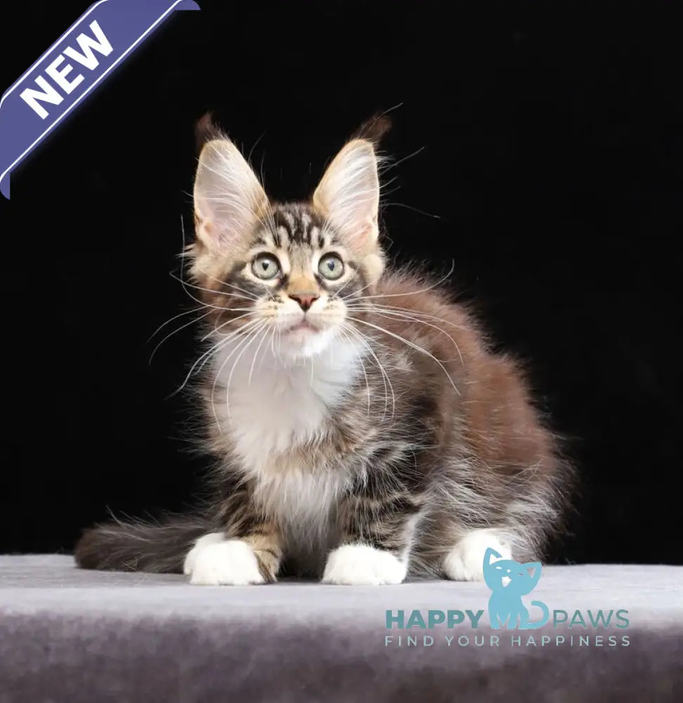 Yesenia Maine Coon female black tabby bicolour live animals