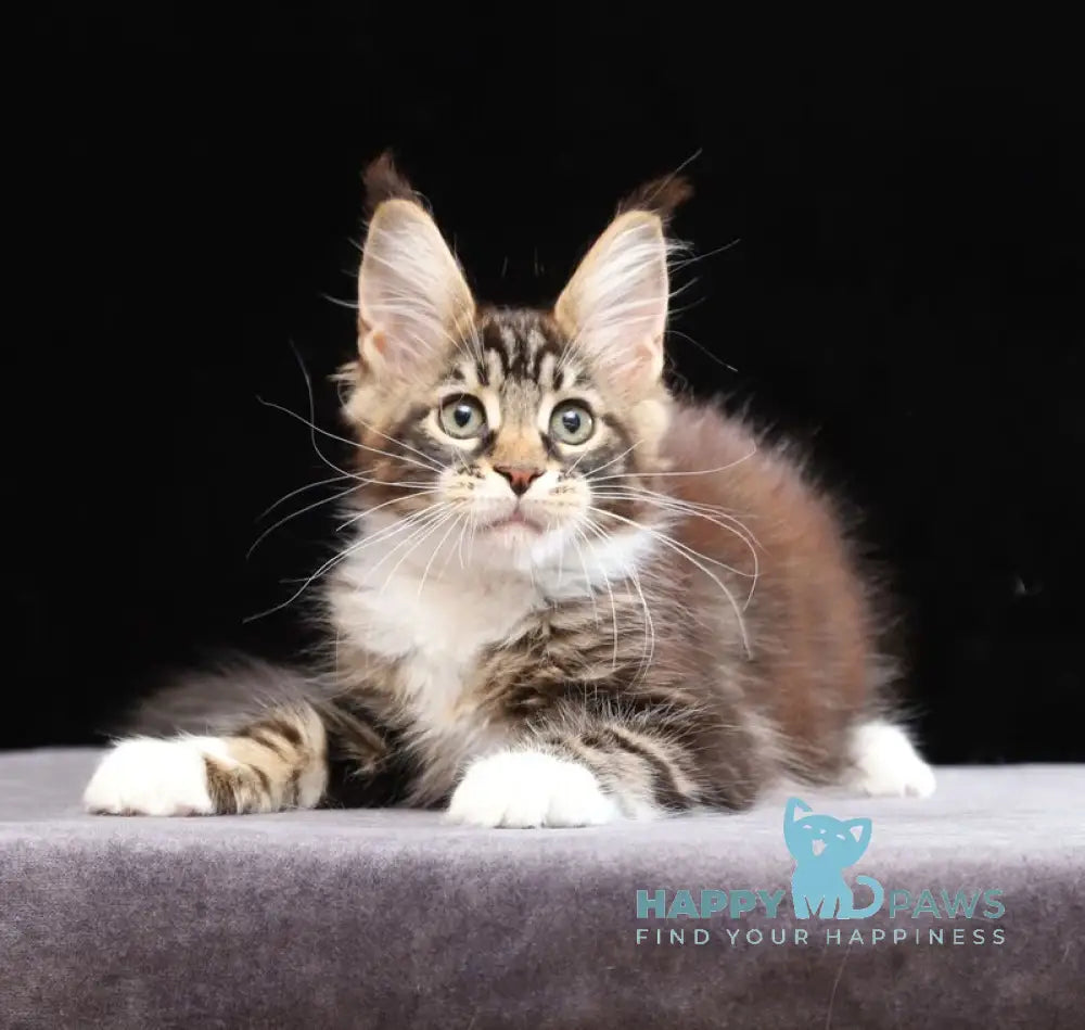 Yesenia Maine Coon female black tabby bicolour live animals