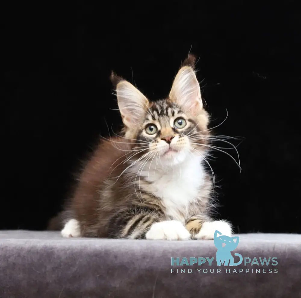 Yesenia Maine Coon female black tabby bicolour live animals