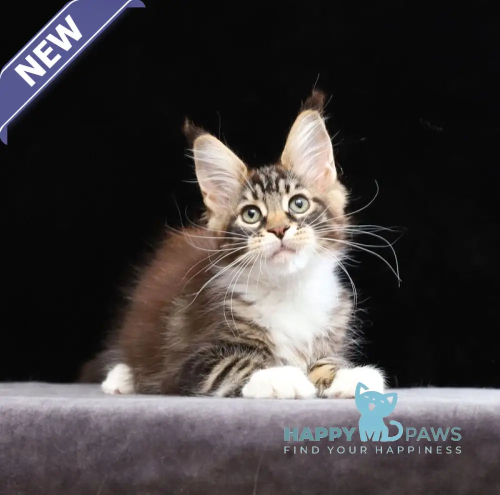 Yesenia Maine Coon female black tabby bicolour live animals