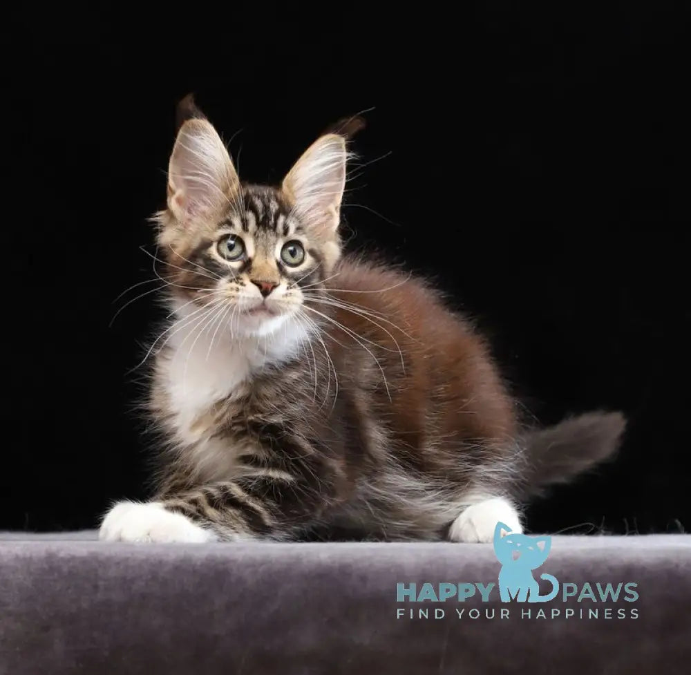 Yesenia Maine Coon female black tabby bicolour live animals
