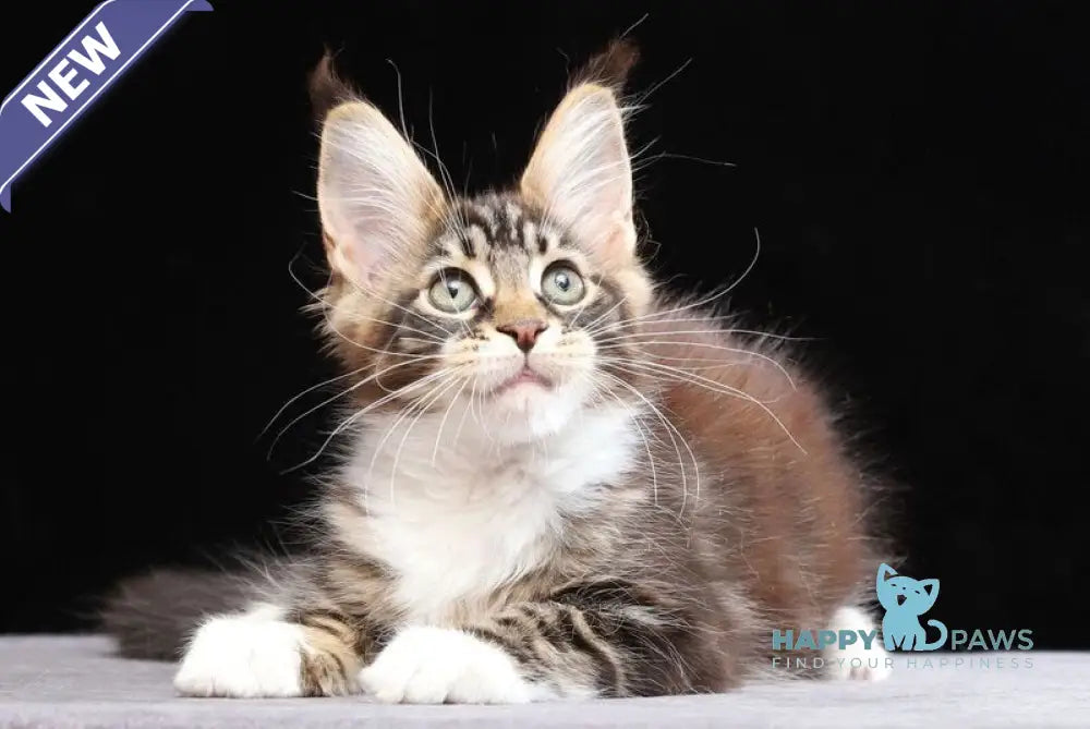 Yesenia Maine Coon female black tabby bicolour live animals