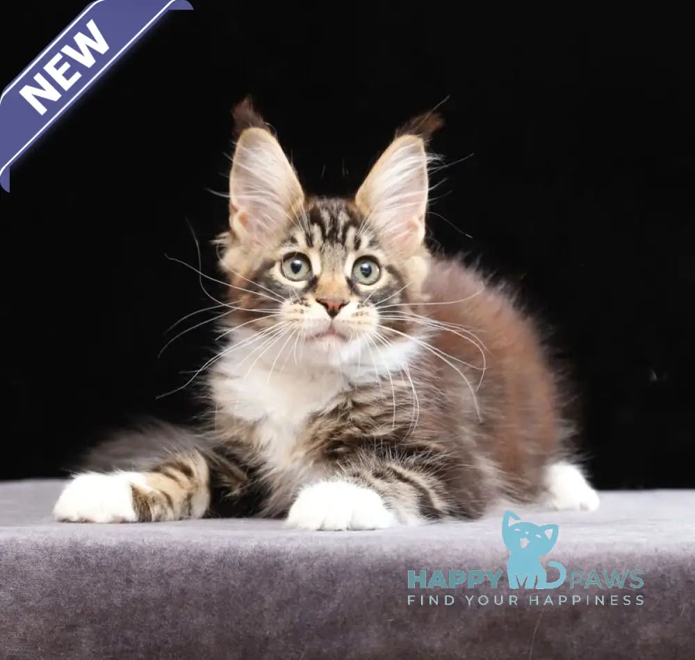 Yesenia Maine Coon female black tabby bicolour live animals
