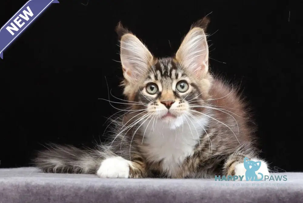 Yesenia Maine Coon female black tabby bicolour live animals