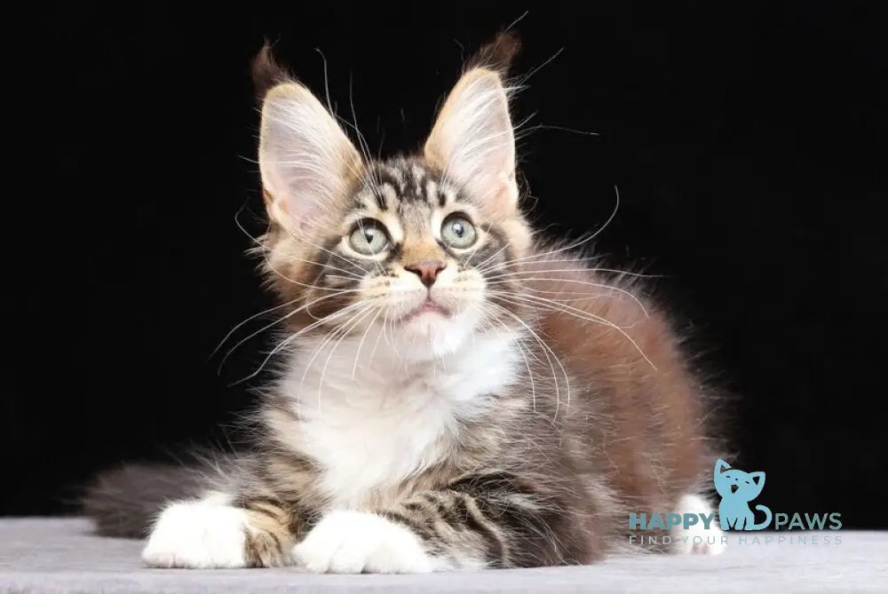 Yesenia Maine Coon female black tabby bicolour live animals