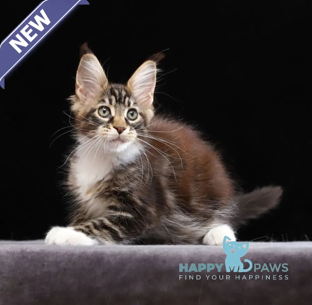 Yesenia Maine Coon female black tabby bicolour live animals