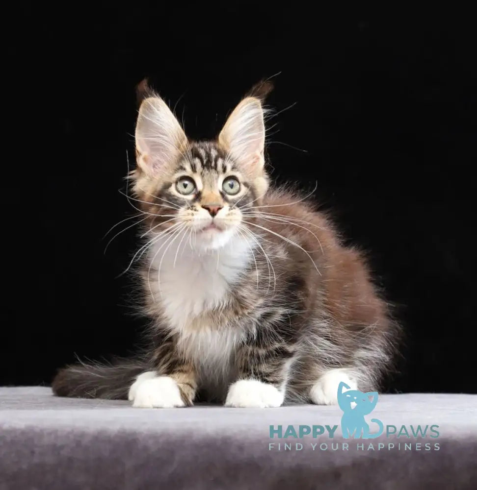 Yesenia Maine Coon female black tabby bicolour live animals