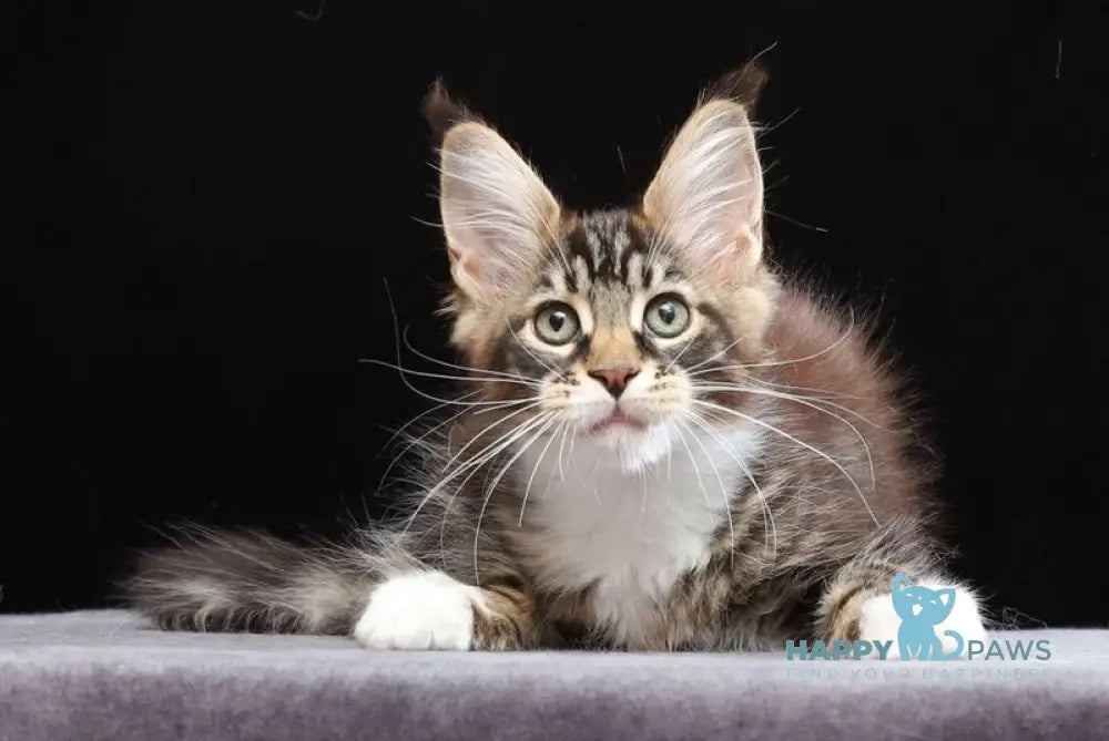 Yesenia Maine Coon female black tabby bicolour live animals