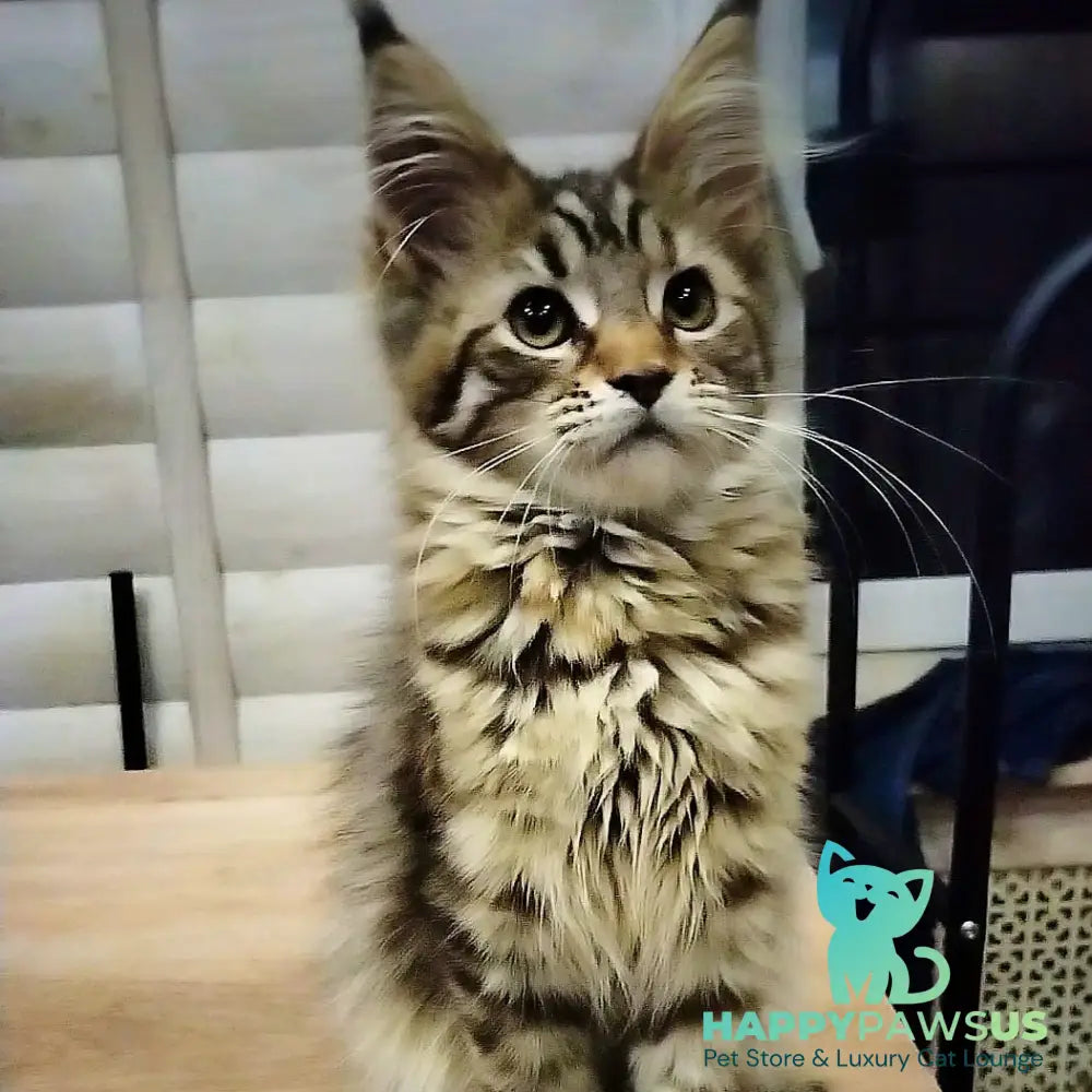 Yesenia Maine Coon female black tortie tabby - live animals