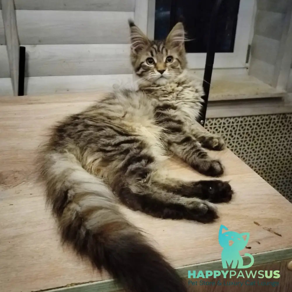 Yesenia Maine Coon female black tortie tabby - live animals
